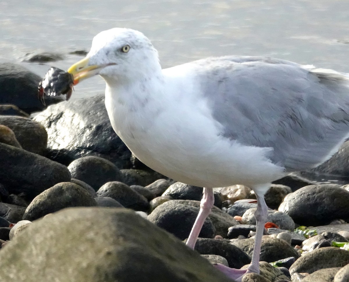 American Herring Gull - ML641409752