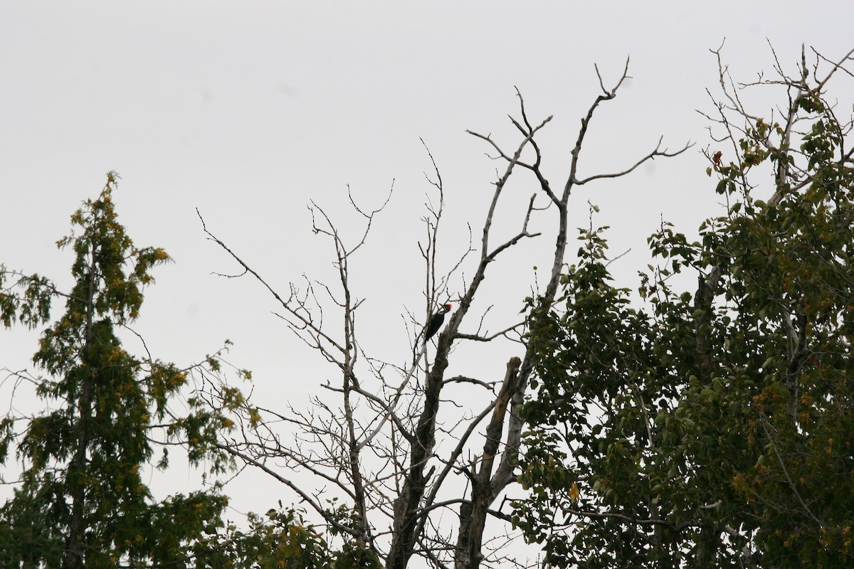 Pileated Woodpecker - ML641409753