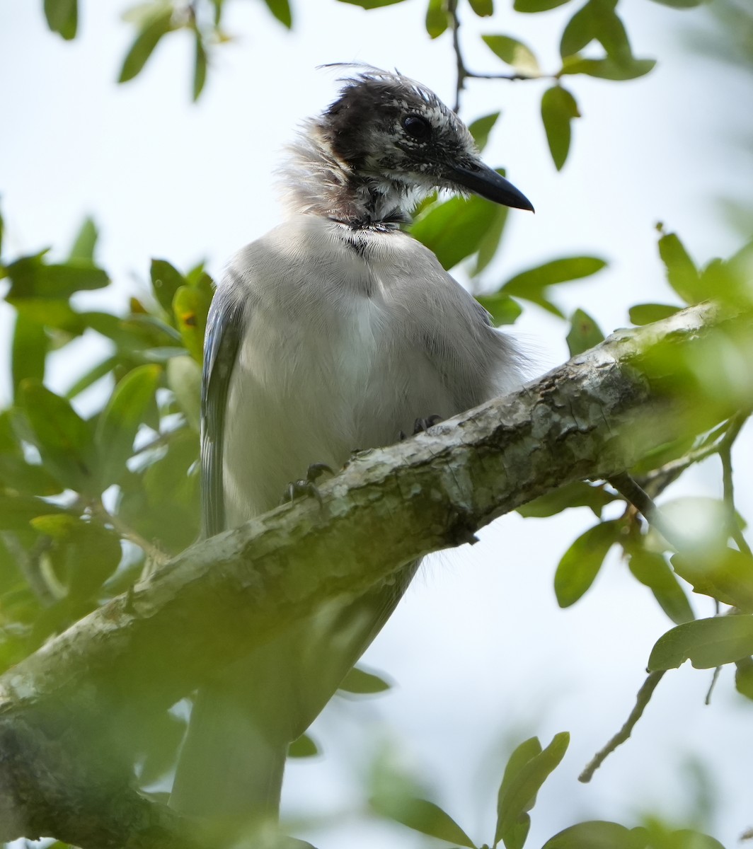 Blue Jay - ML641409760