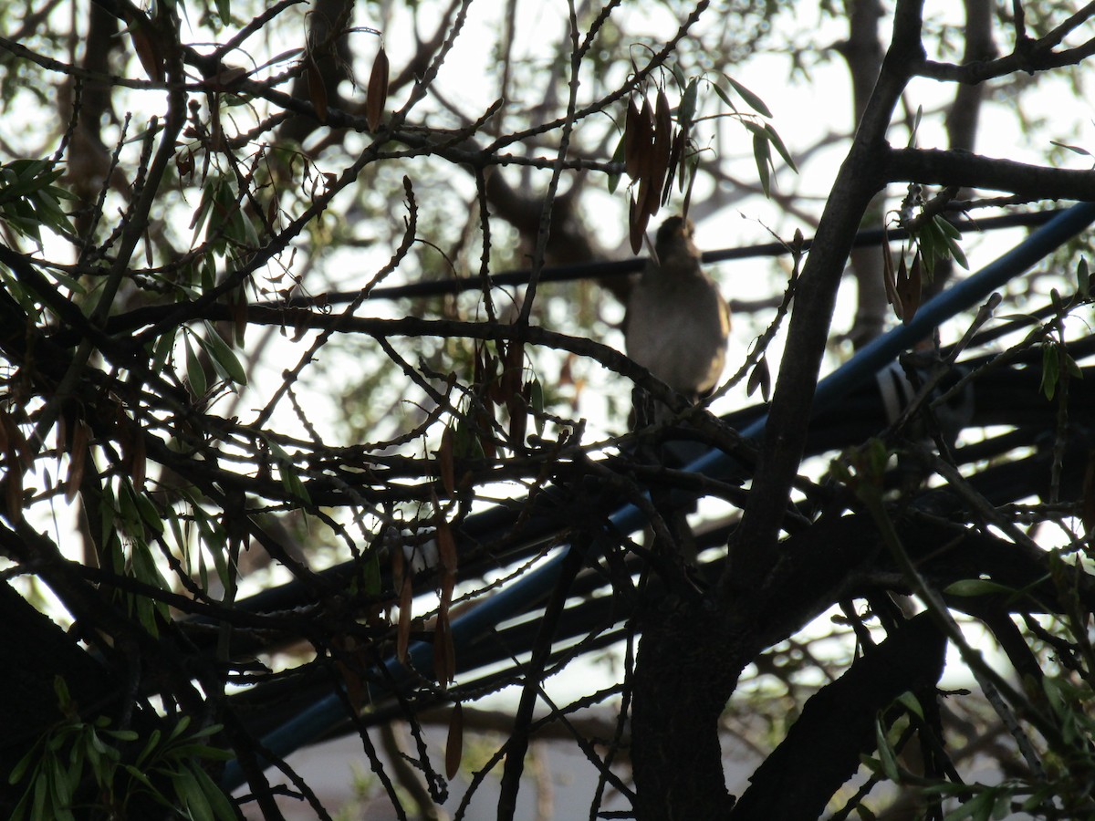 Creamy-bellied Thrush - ML641409761