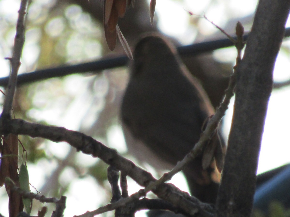 Creamy-bellied Thrush - ML641409762