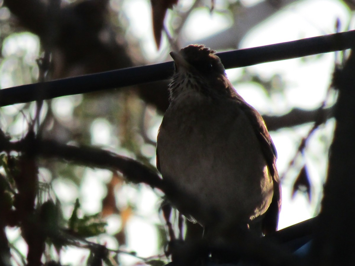 Creamy-bellied Thrush - ML641409763