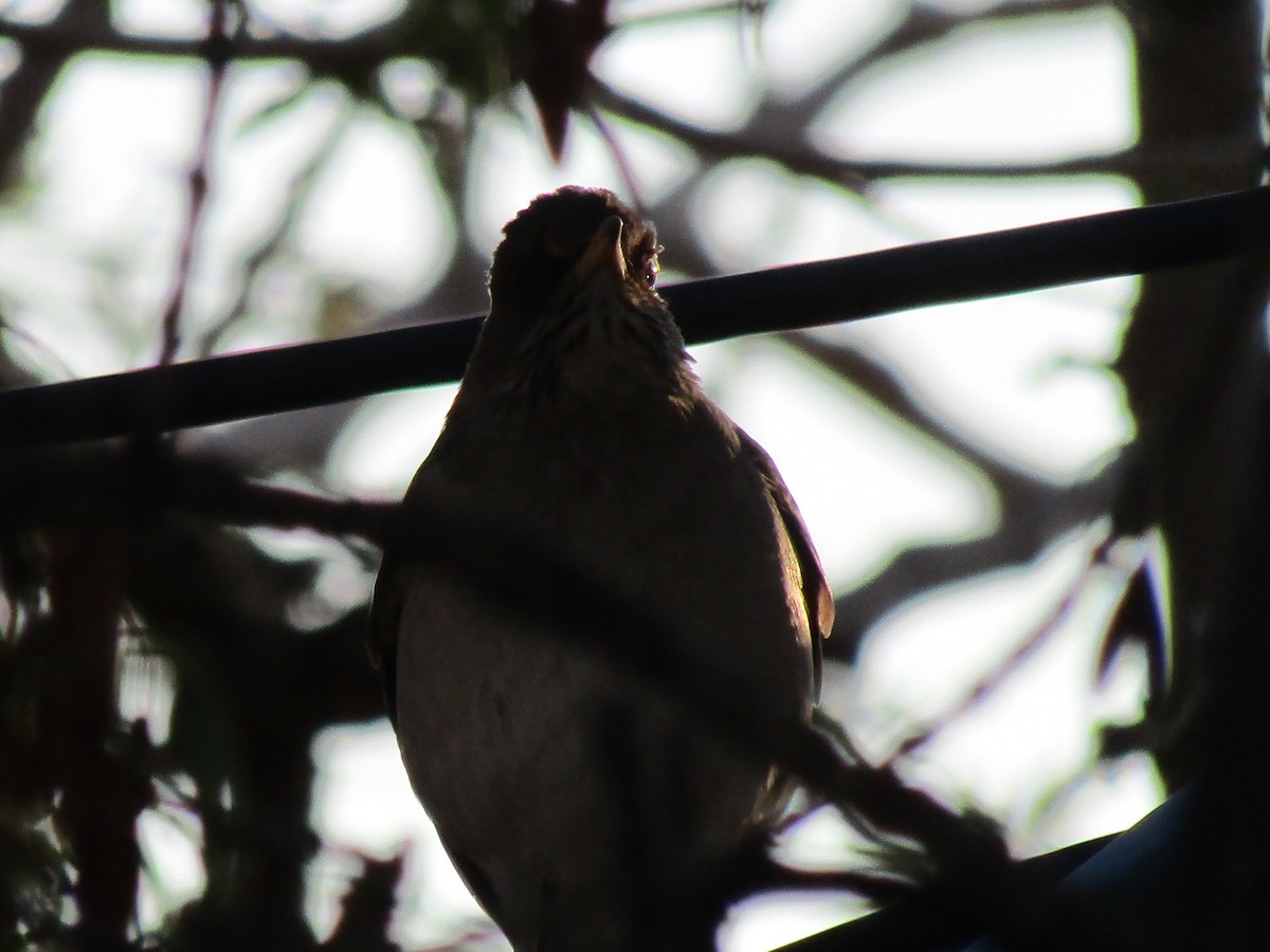 Creamy-bellied Thrush - ML641409765
