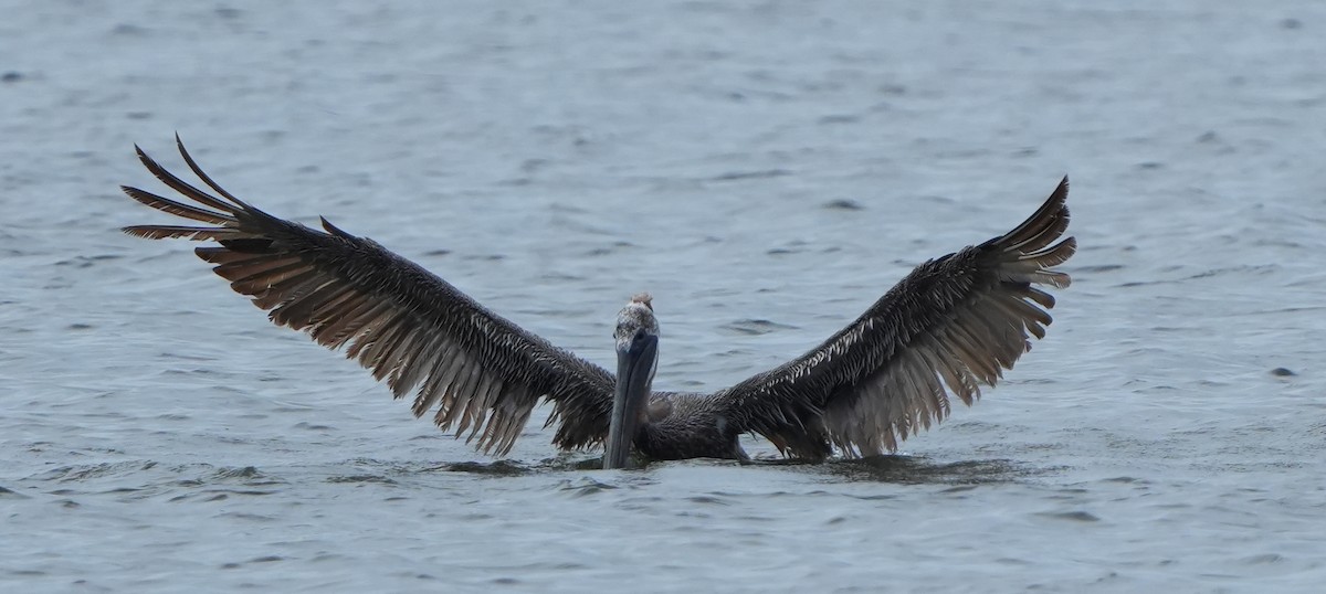 Brown Pelican - ML641409772