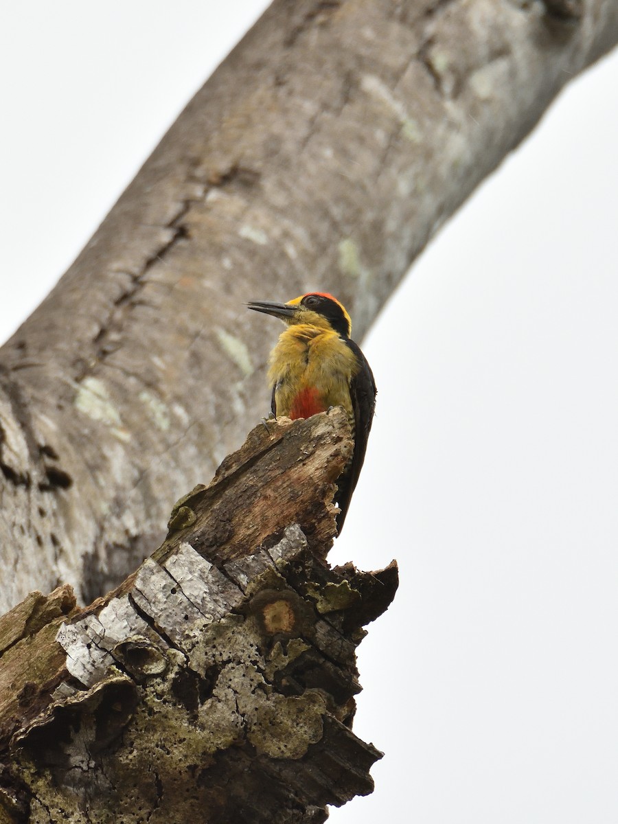 Golden-naped Woodpecker - ML641409780