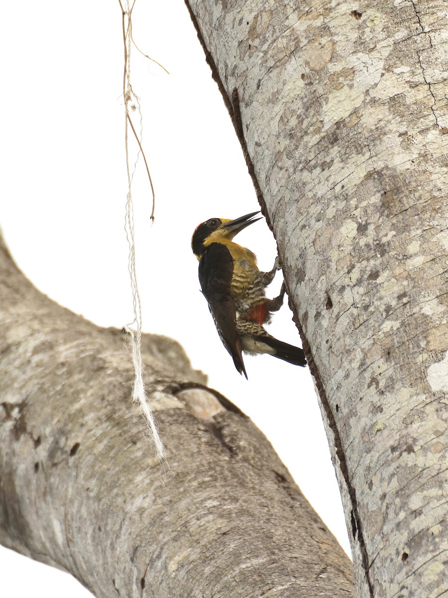 Golden-naped Woodpecker - ML641409782