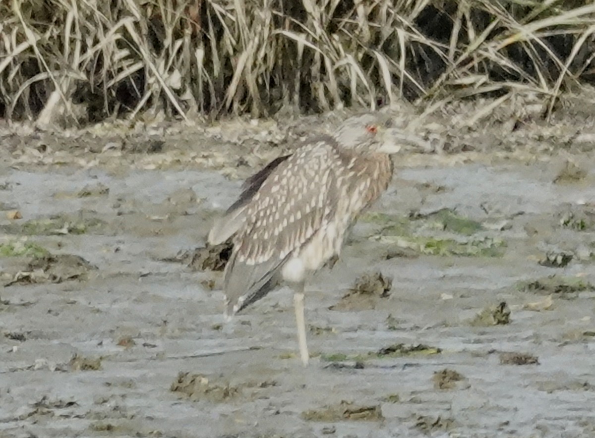 natthegre - ML641409783