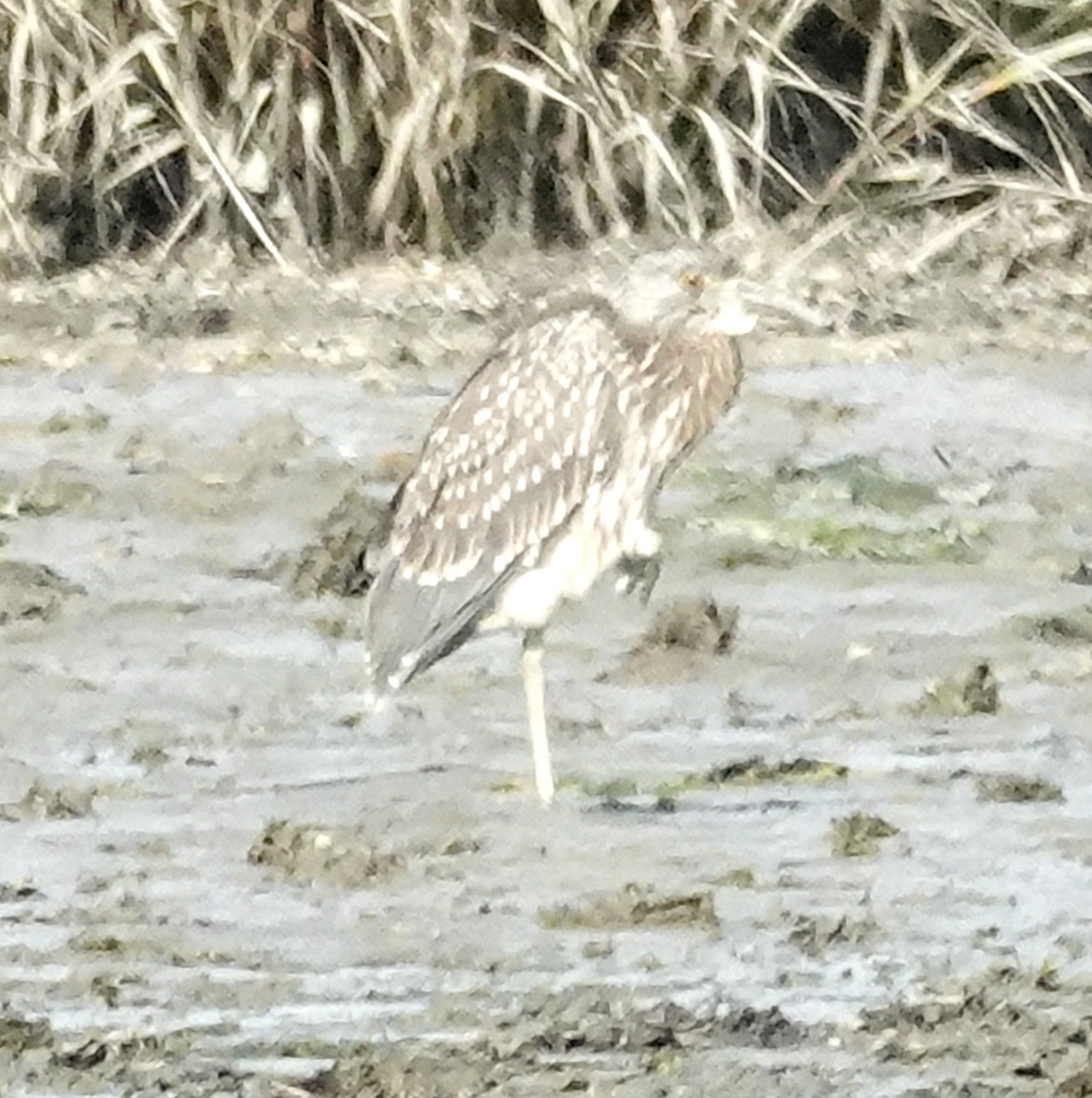 natthegre - ML641409784