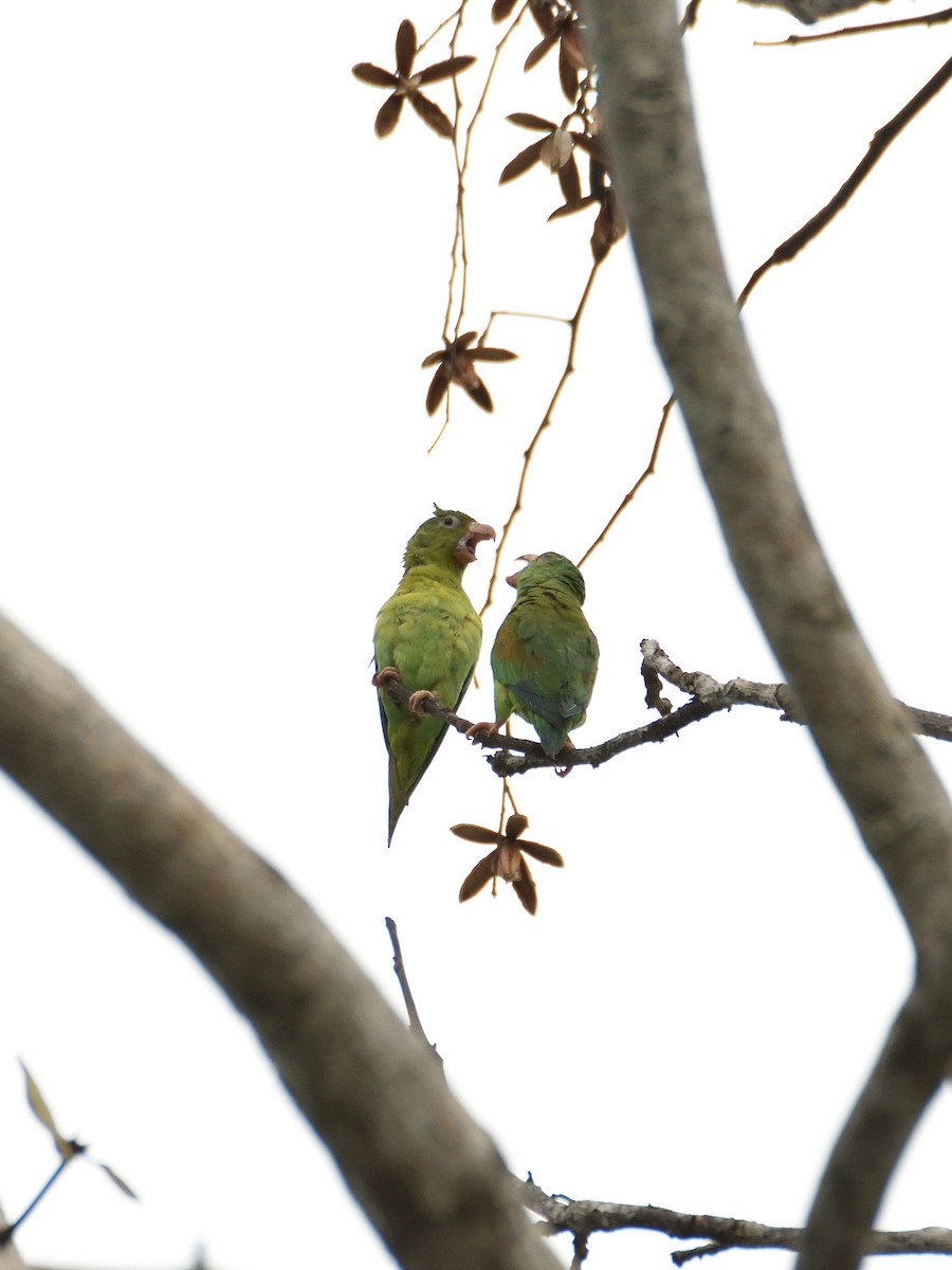 Orange-chinned Parakeet - ML641409798