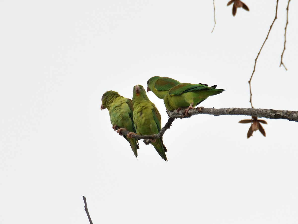 Orange-chinned Parakeet - ML641409801