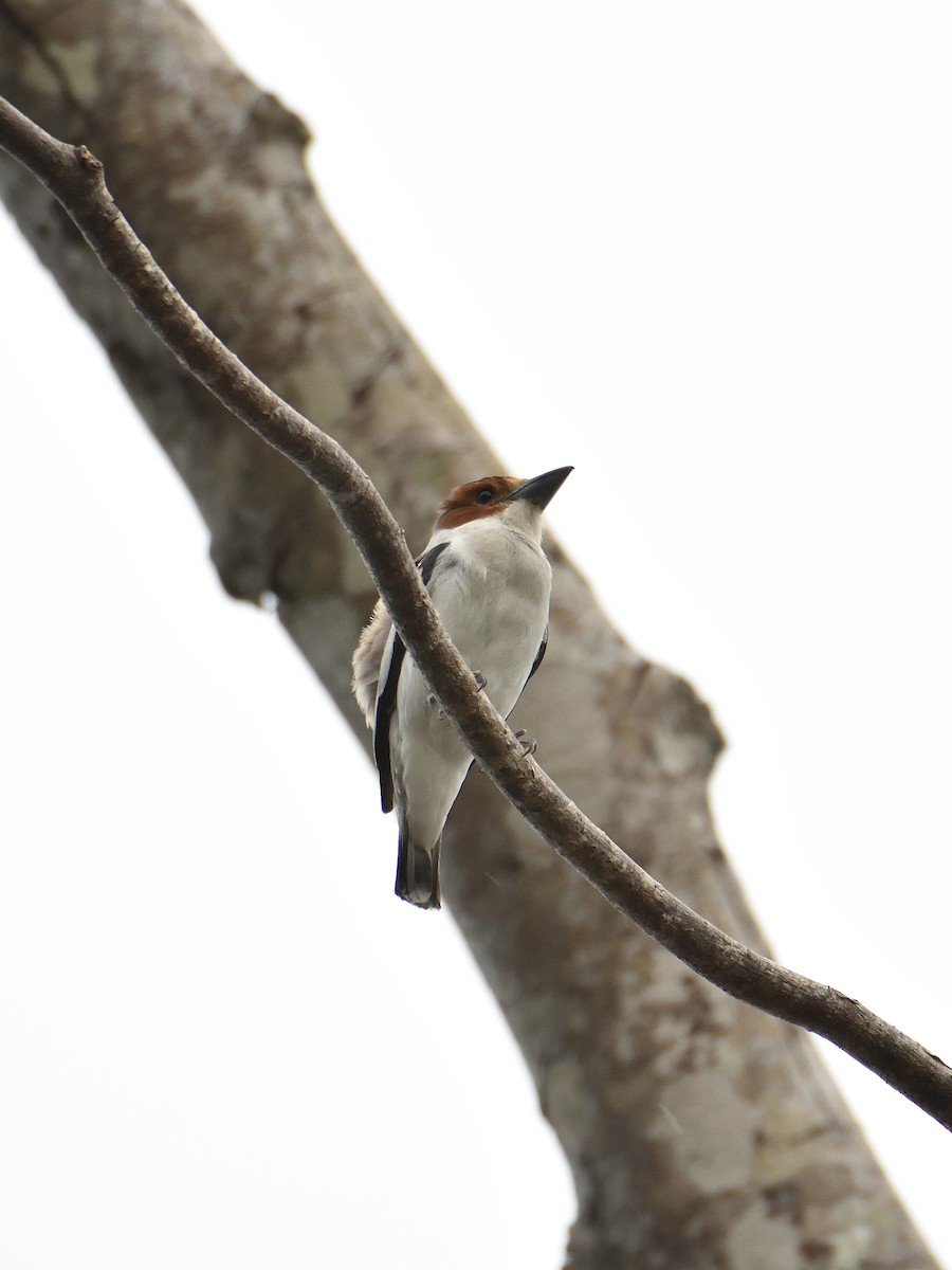Black-crowned Tityra - ML641409806
