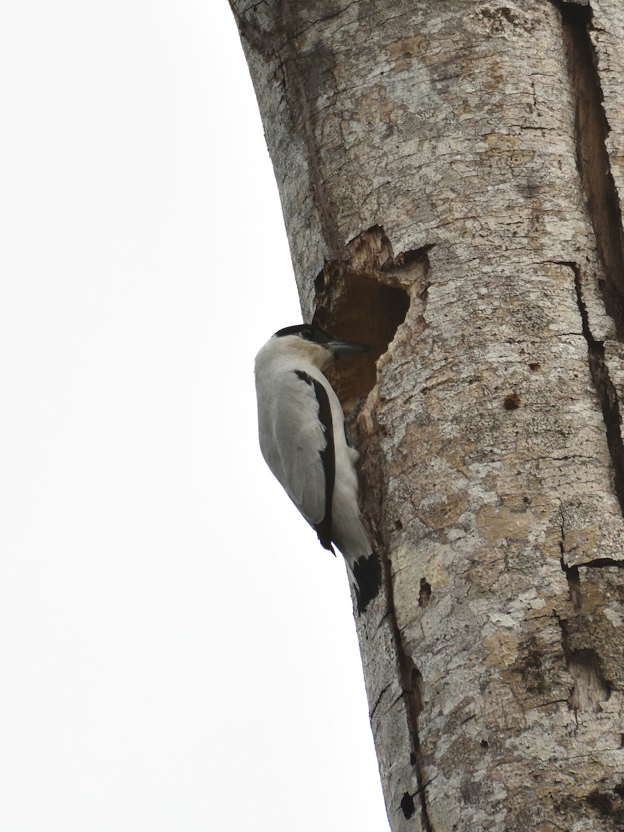 Black-crowned Tityra - ML641409807