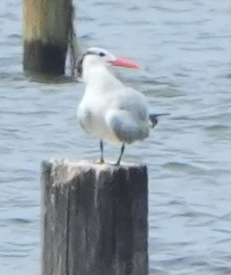 Royal Tern - ML641409808