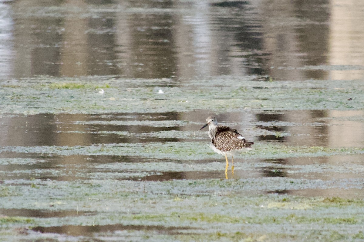 Lesser Yellowlegs - ML641409813