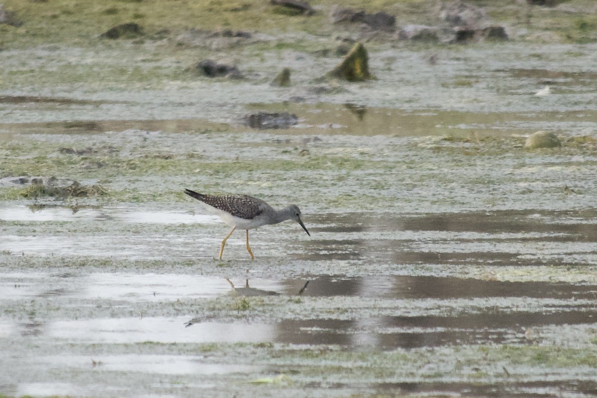Lesser Yellowlegs - ML641409815