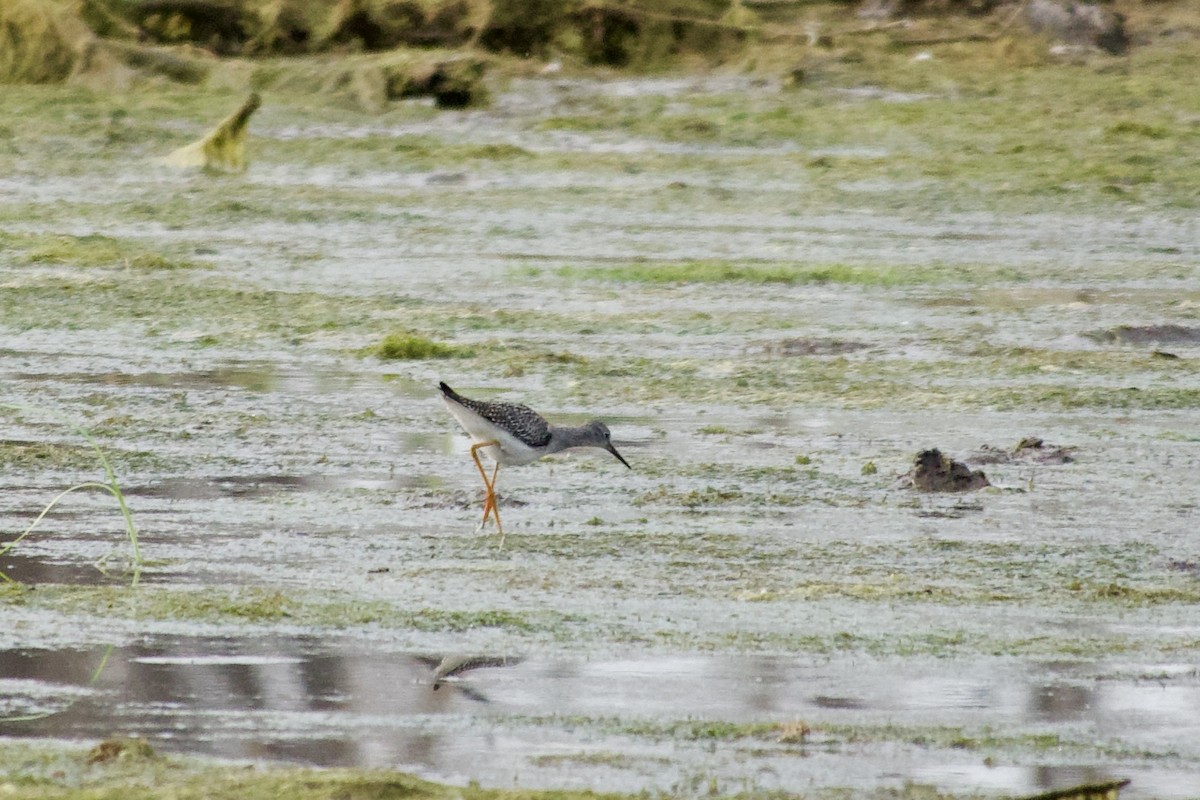 Lesser Yellowlegs - ML641409816