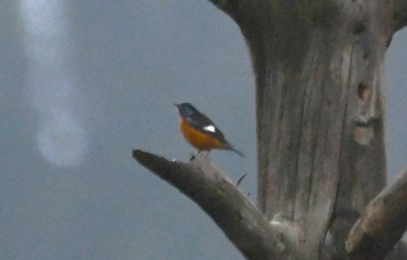 Blue-capped Rock-Thrush - ML641409821