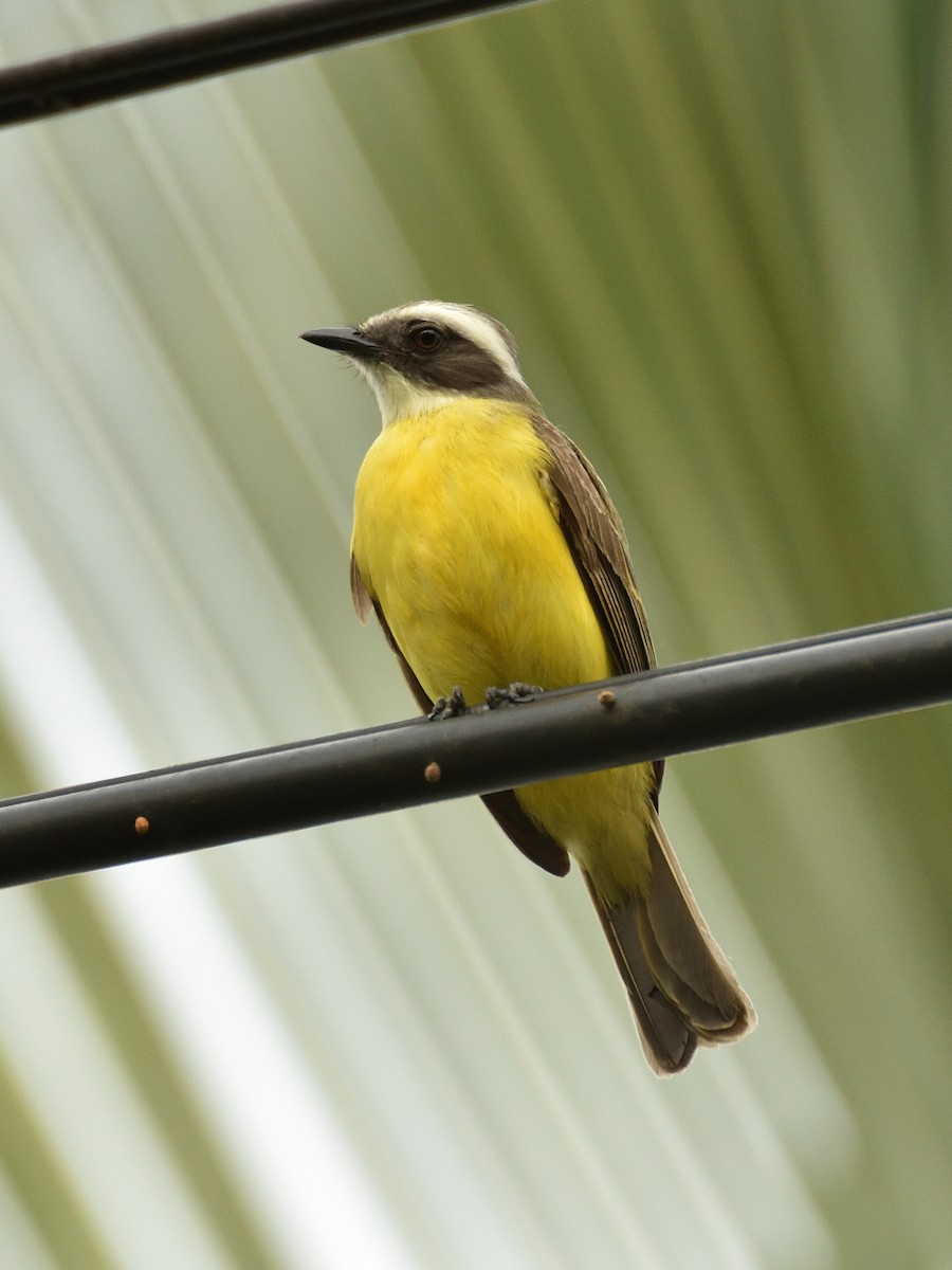 Social Flycatcher - ML641409822