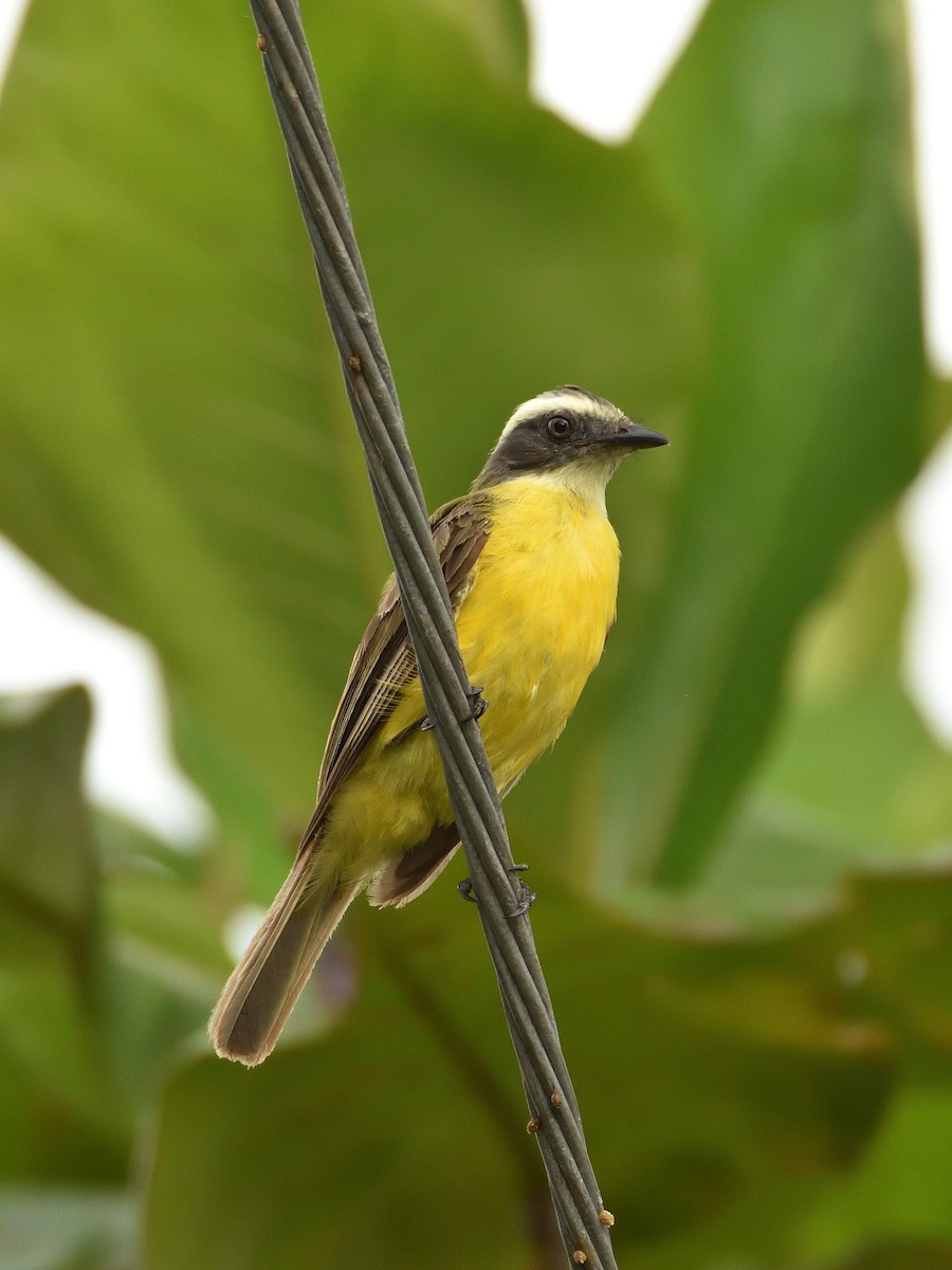 Social Flycatcher - ML641409824