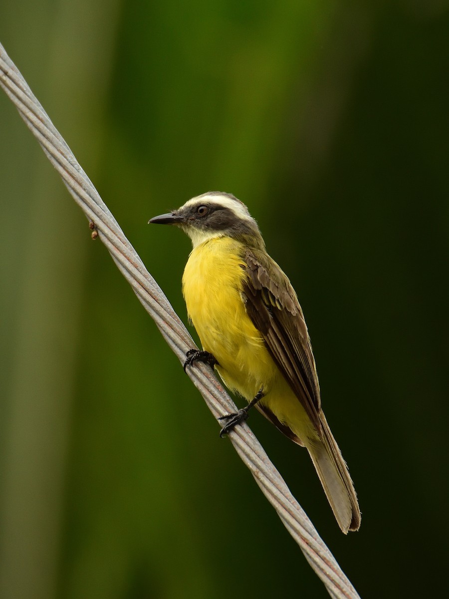 Social Flycatcher - ML641409828