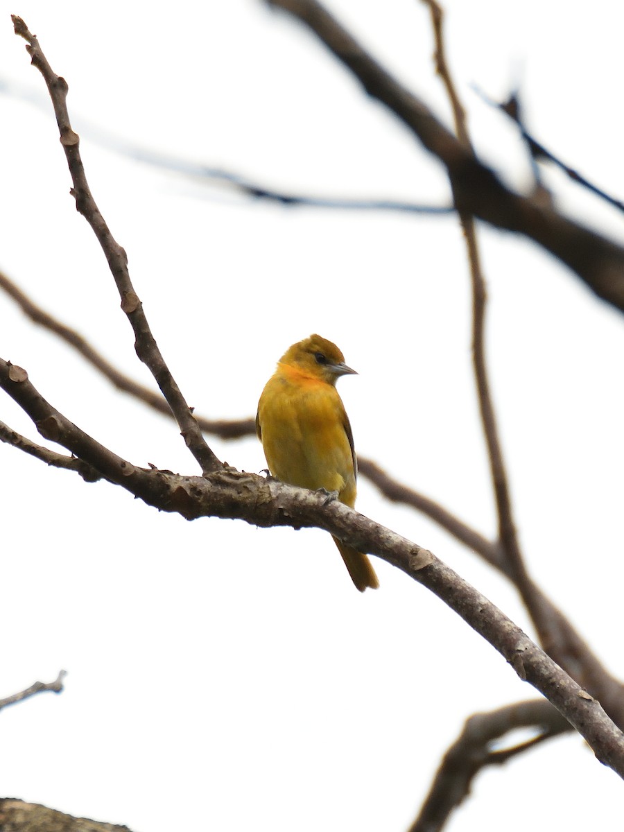 Baltimore Oriole - ML641409852