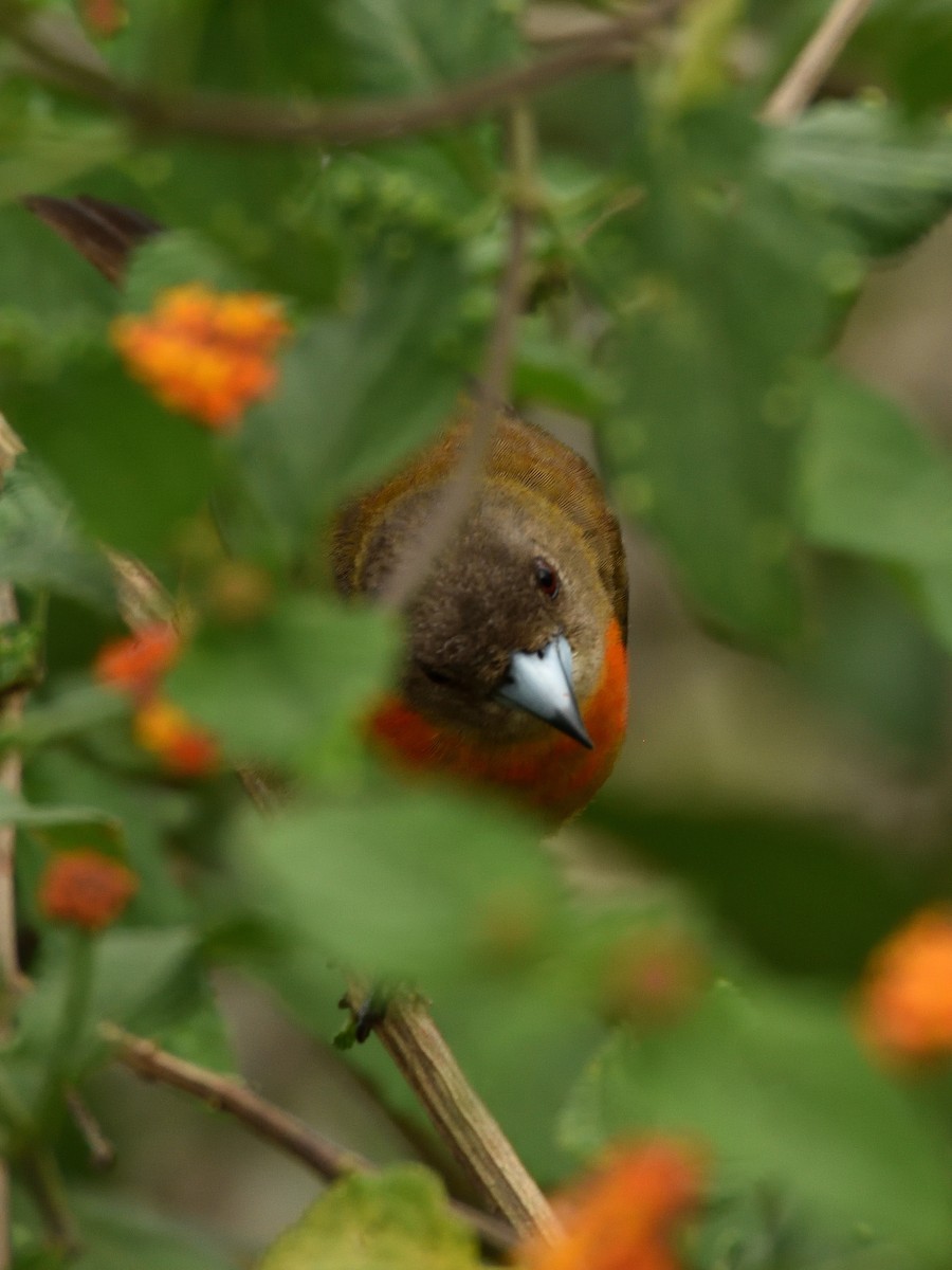 Scarlet-rumped Tanager (Cherrie's) - ML641409863