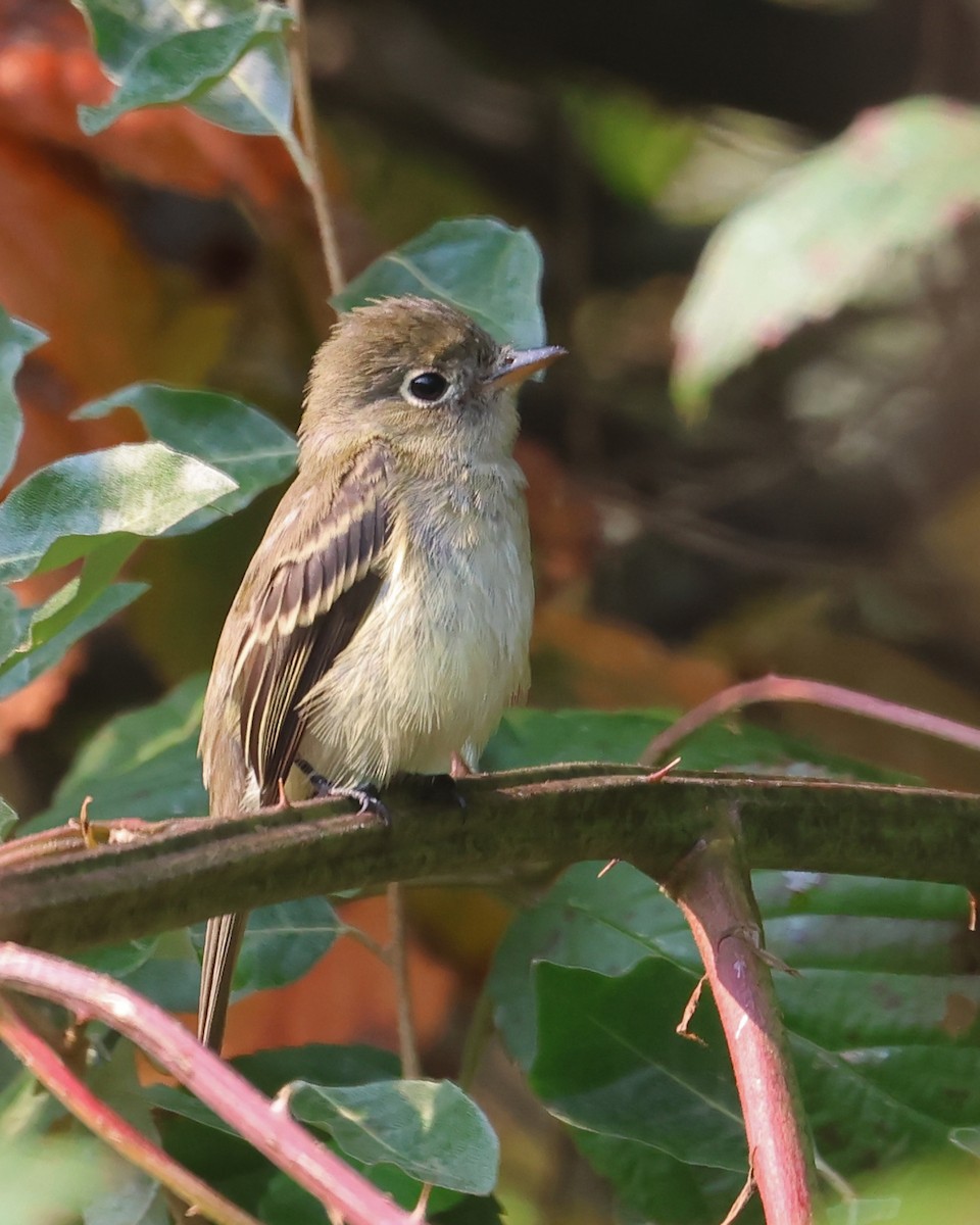 Least Flycatcher - ML641409867