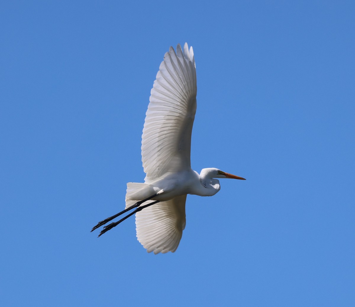 ダイサギ - ML641409880