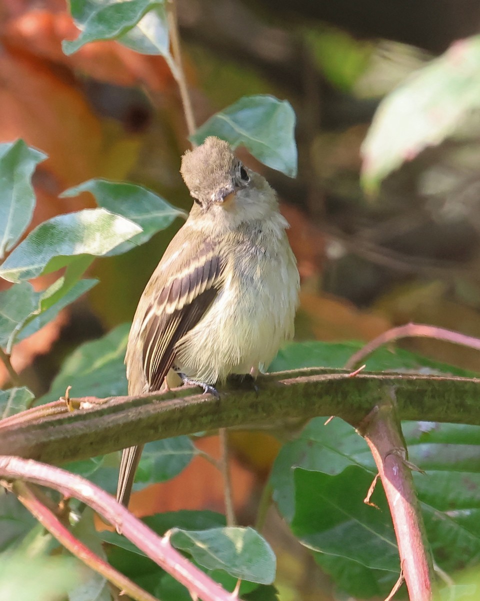 Least Flycatcher - ML641409881