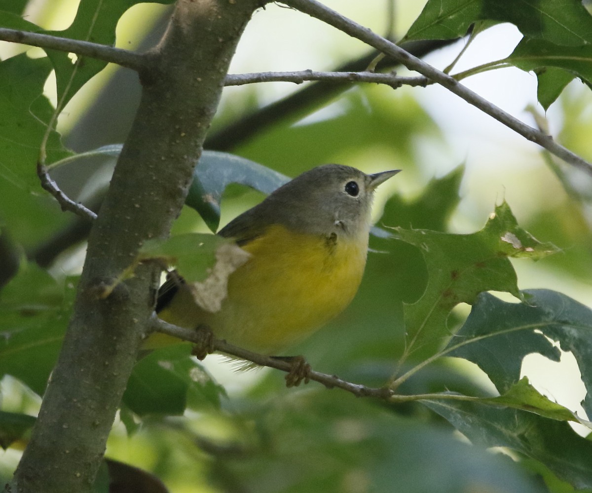 Nashville Warbler - ML641409882