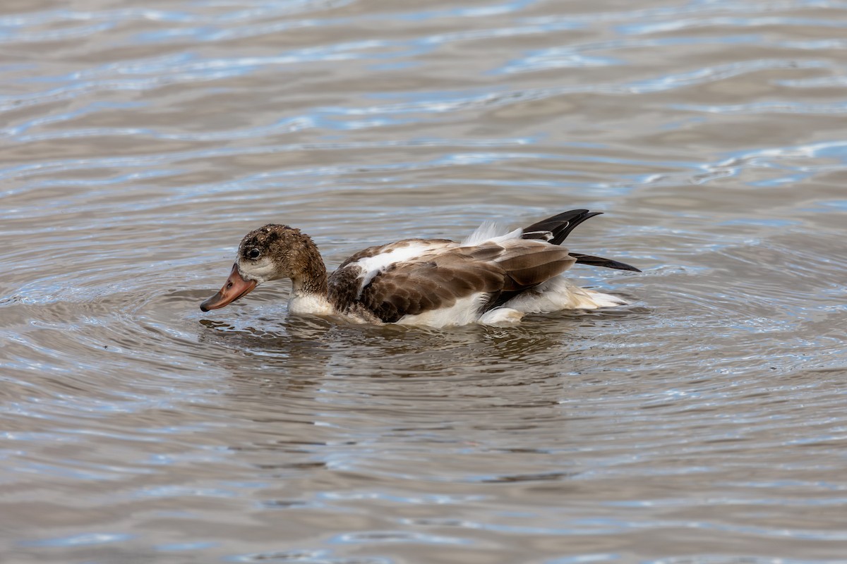 Common Shelduck - ML641409895