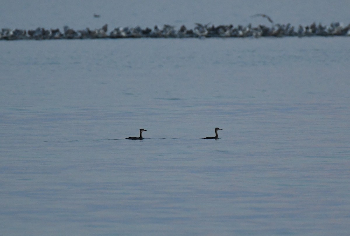 Red-necked Grebe - ML641409914