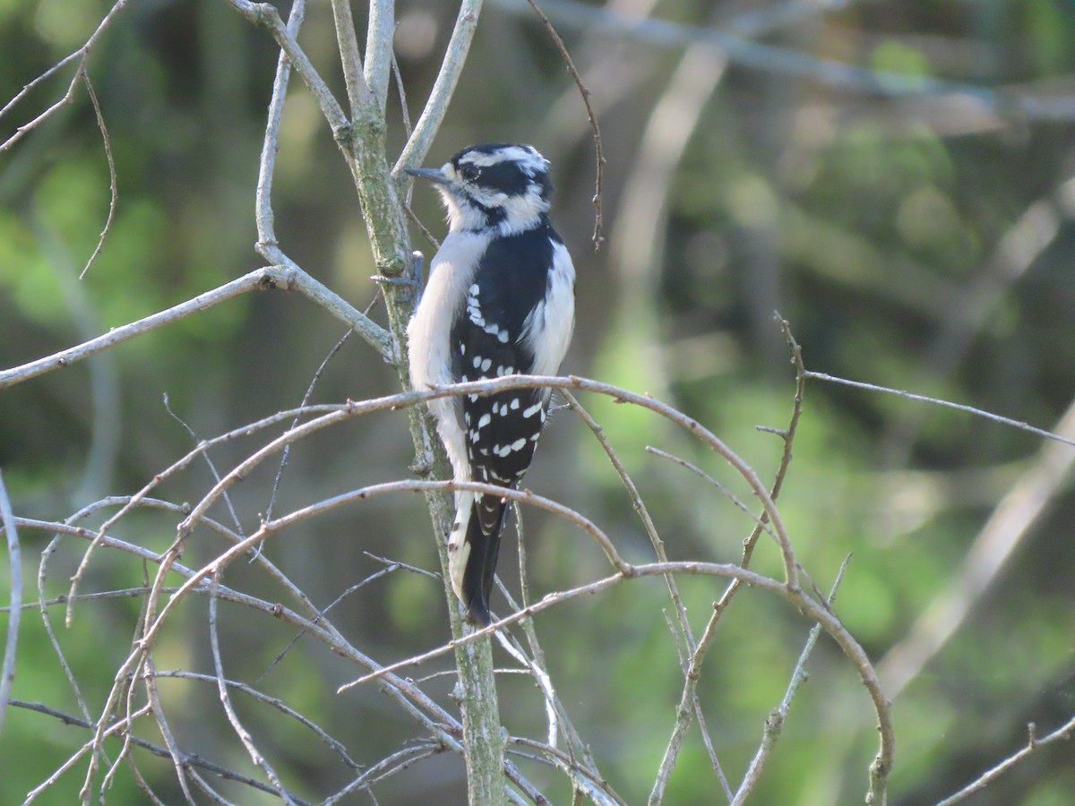 Downy Woodpecker - ML641409928