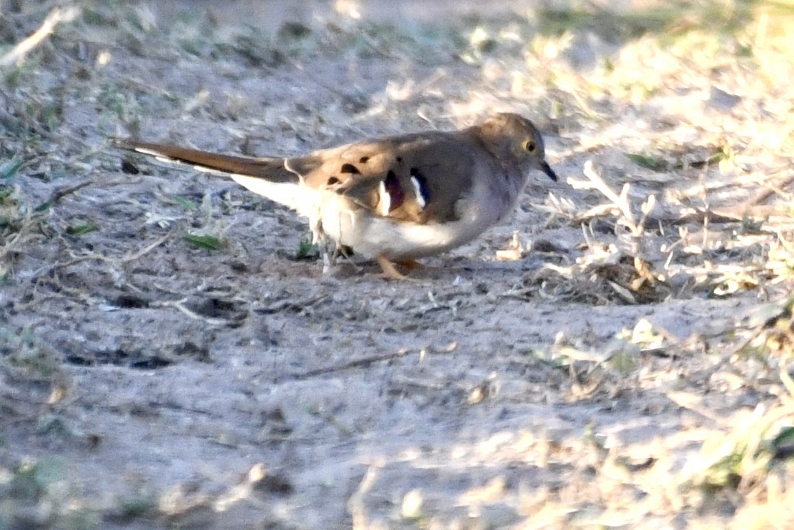 Long-tailed Ground Dove - ML641409933