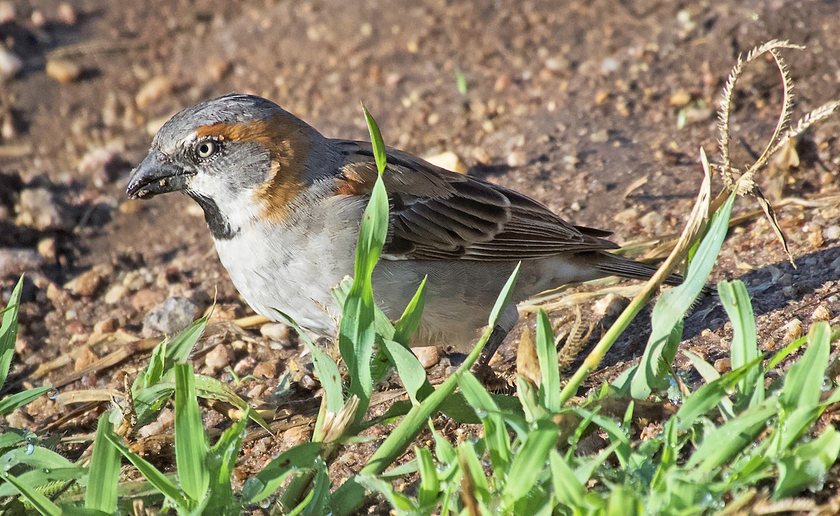 Kenya Rufous Sparrow - ML641409959