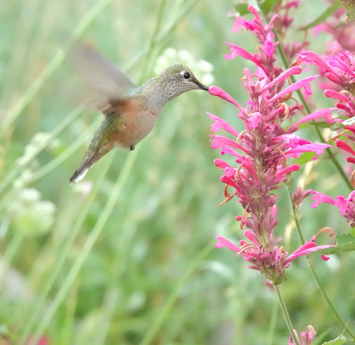Broad-tailed Hummingbird - ML641409964