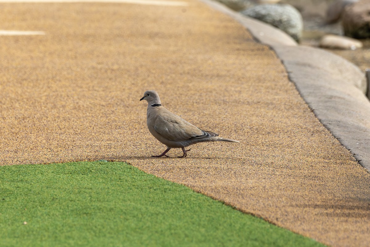 Eurasian Collared-Dove - ML641409969