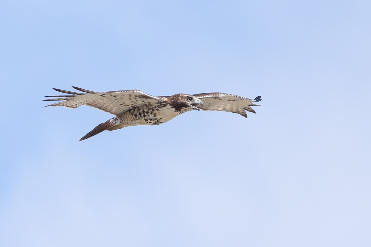 Red-tailed Hawk - ML641409976