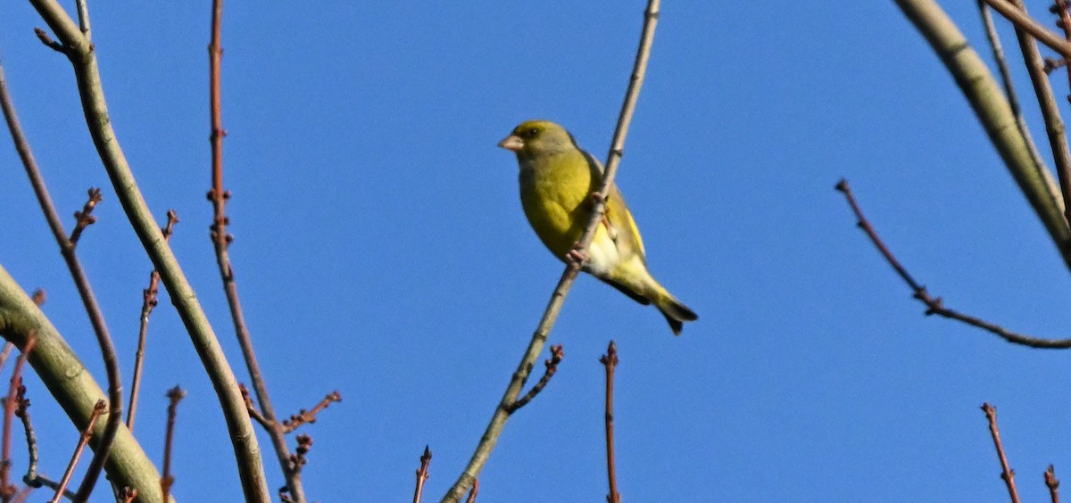 Txorru arrunta - ML641409979