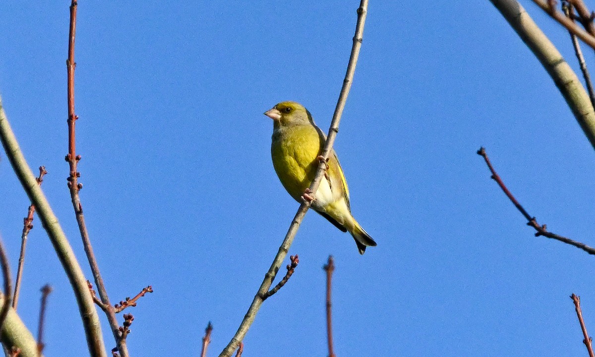 Txorru arrunta - ML641409980