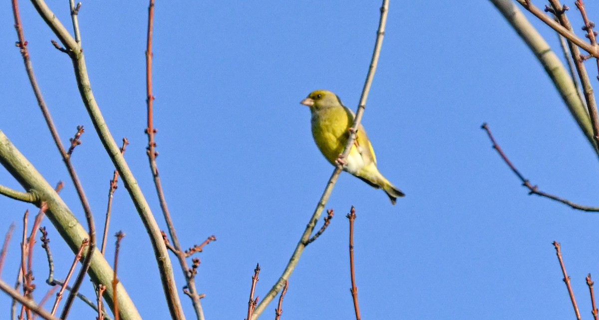 Txorru arrunta - ML641409982