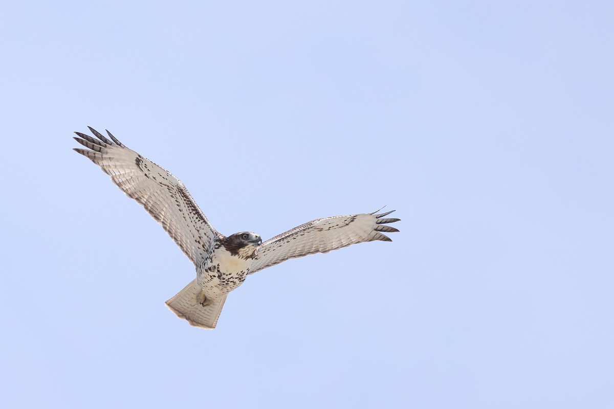 Red-tailed Hawk - ML641409994