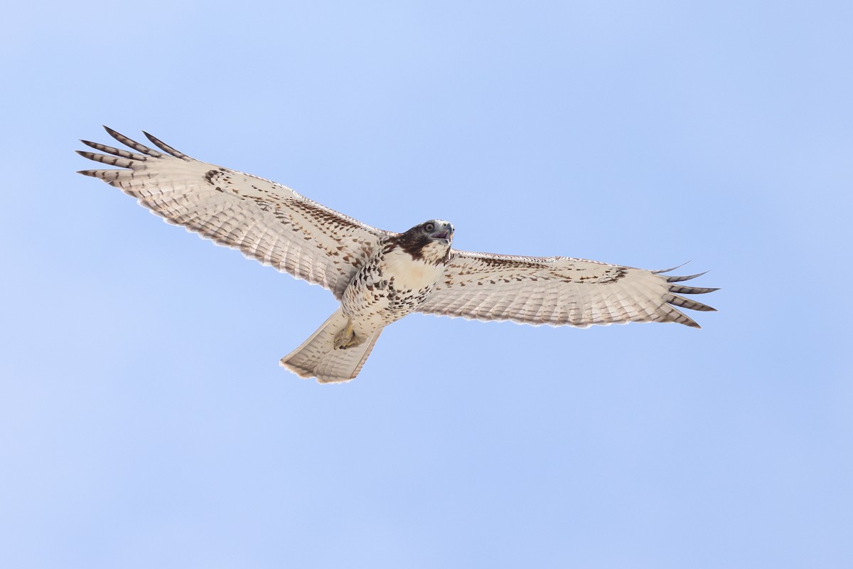 Red-tailed Hawk - ML641410001