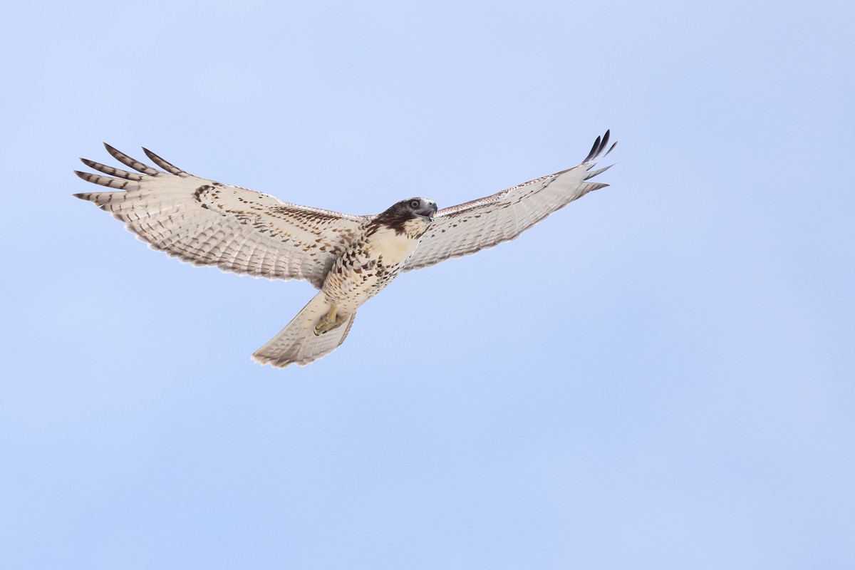 Red-tailed Hawk - ML641410008