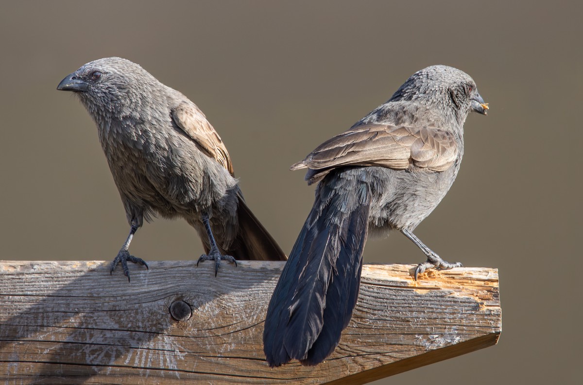 Apostlebird - ML641410012