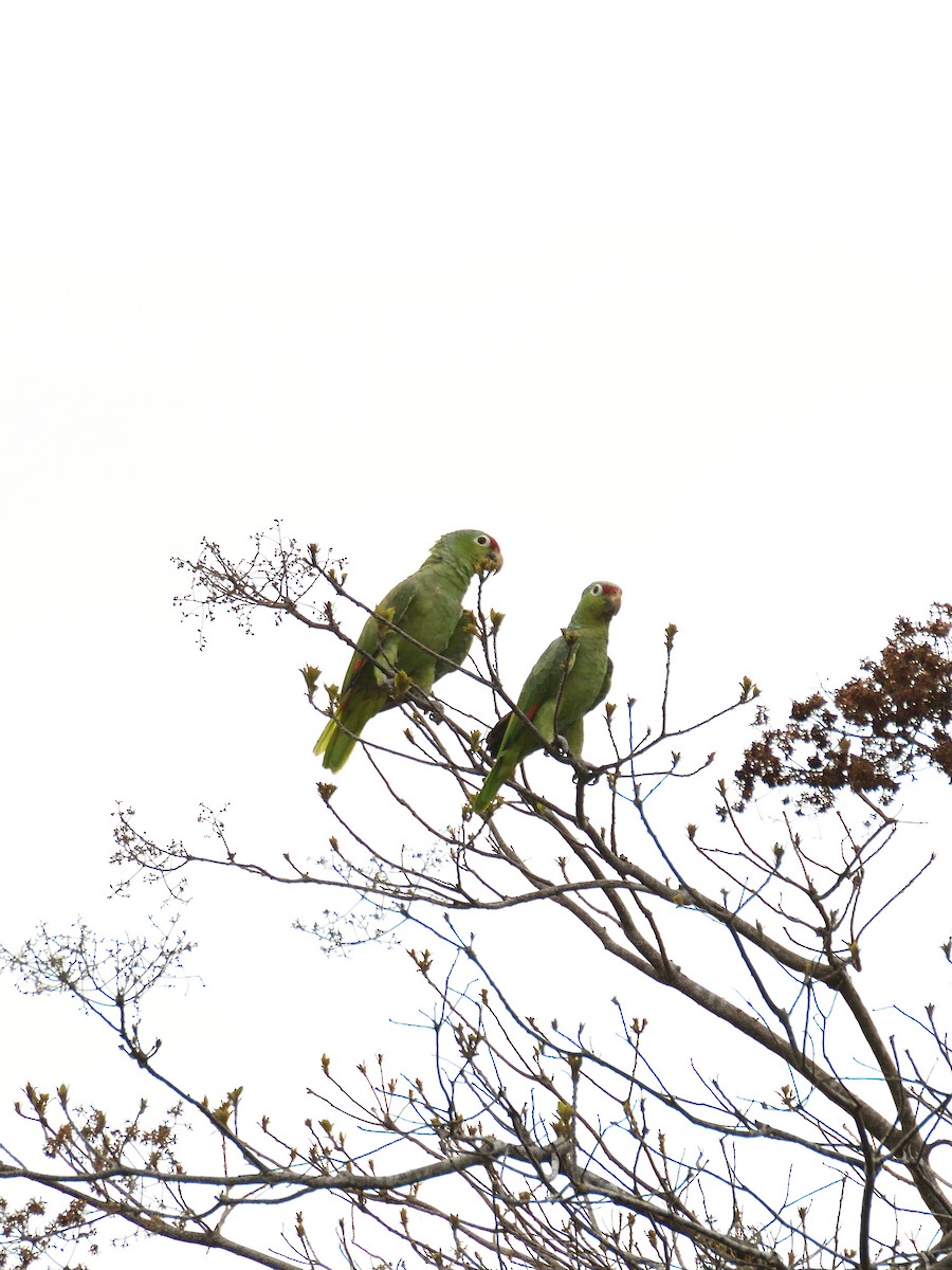 Red-lored Amazon - ML641410018