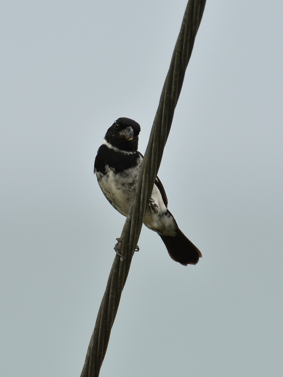 Variable Seedeater - ML641410034