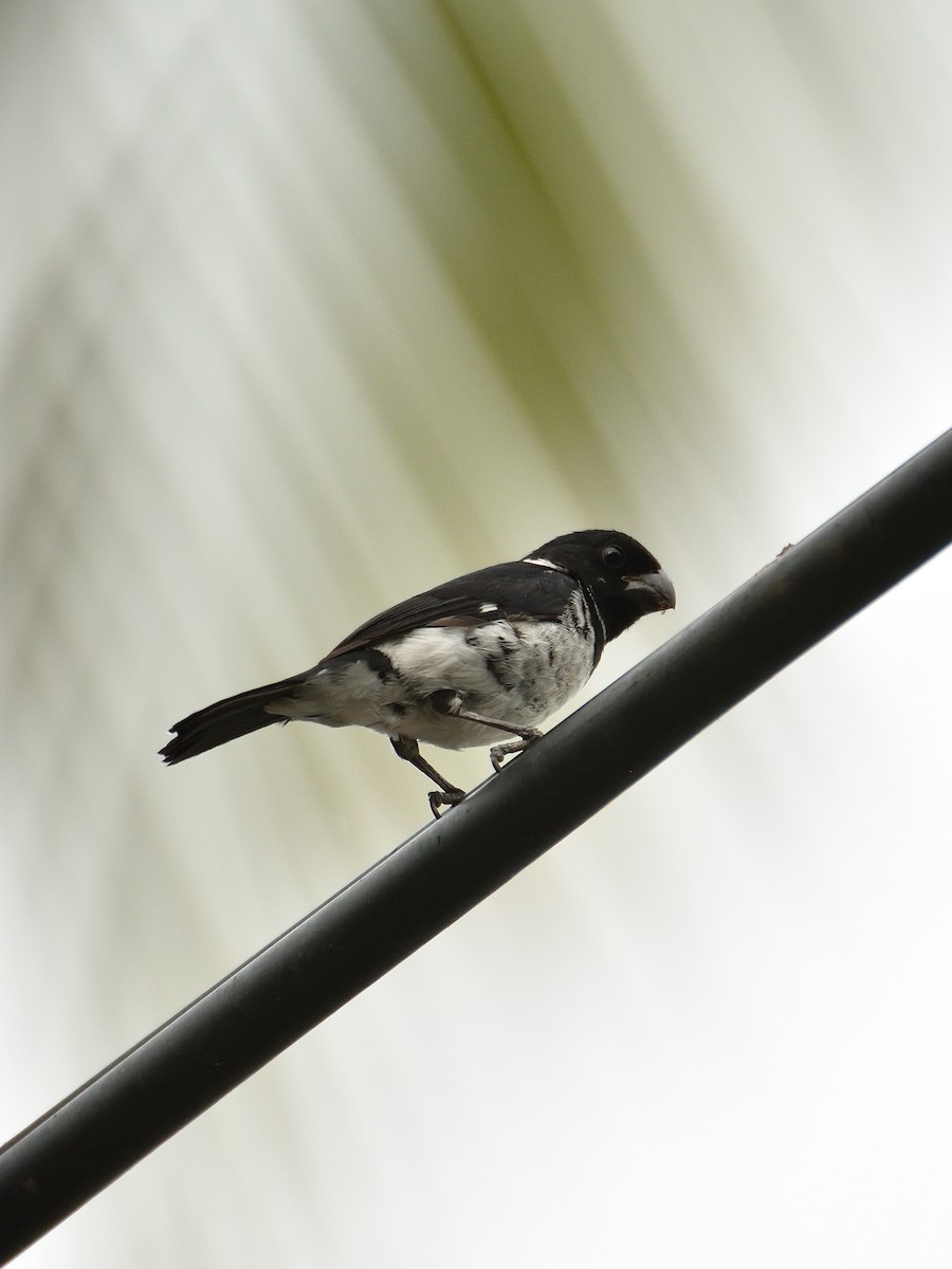 Variable Seedeater - ML641410035
