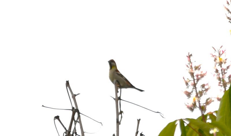 Russet Sparrow - ML641410040
