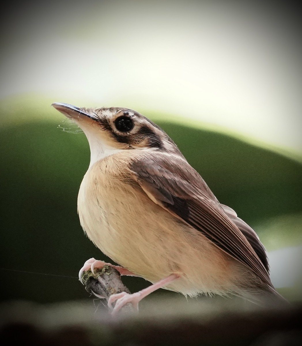 White-throated Spadebill (Eastern) - ML641410041